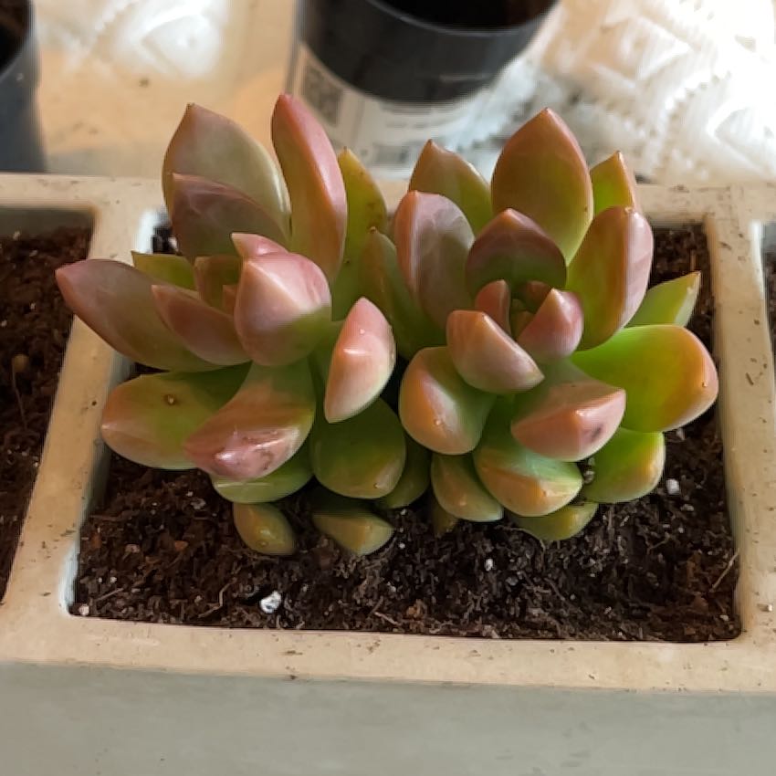Graptosedum 'Copper Glow' succulent in a rectangular pot with colorful leaves.