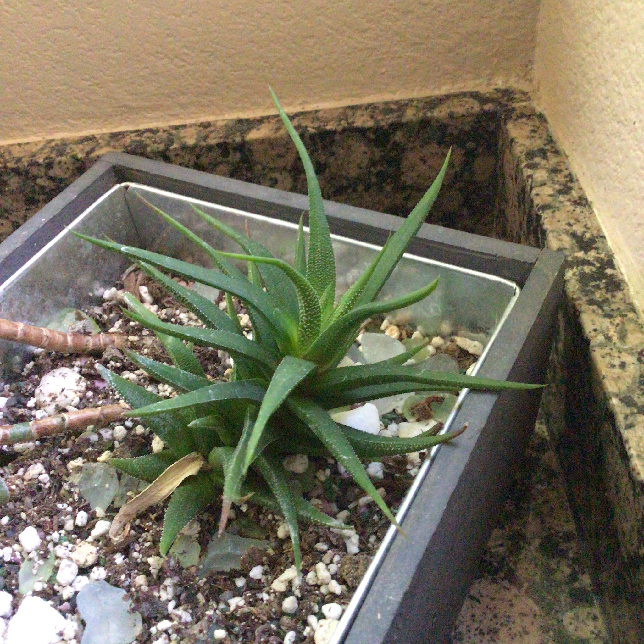 Photo of the plant species Starry Night Aloe by @JocoseStingray named Homer on Greg, the plant care app