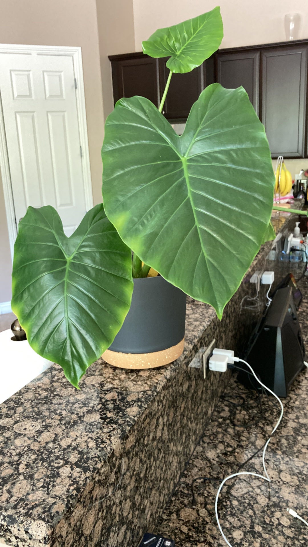 Plant ID + Alocasia pollination