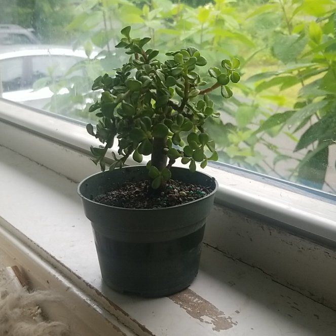 Photo of the plant species creme & green mini jade plant by @HipPhysicnut named Einstein on Greg, the plant care app