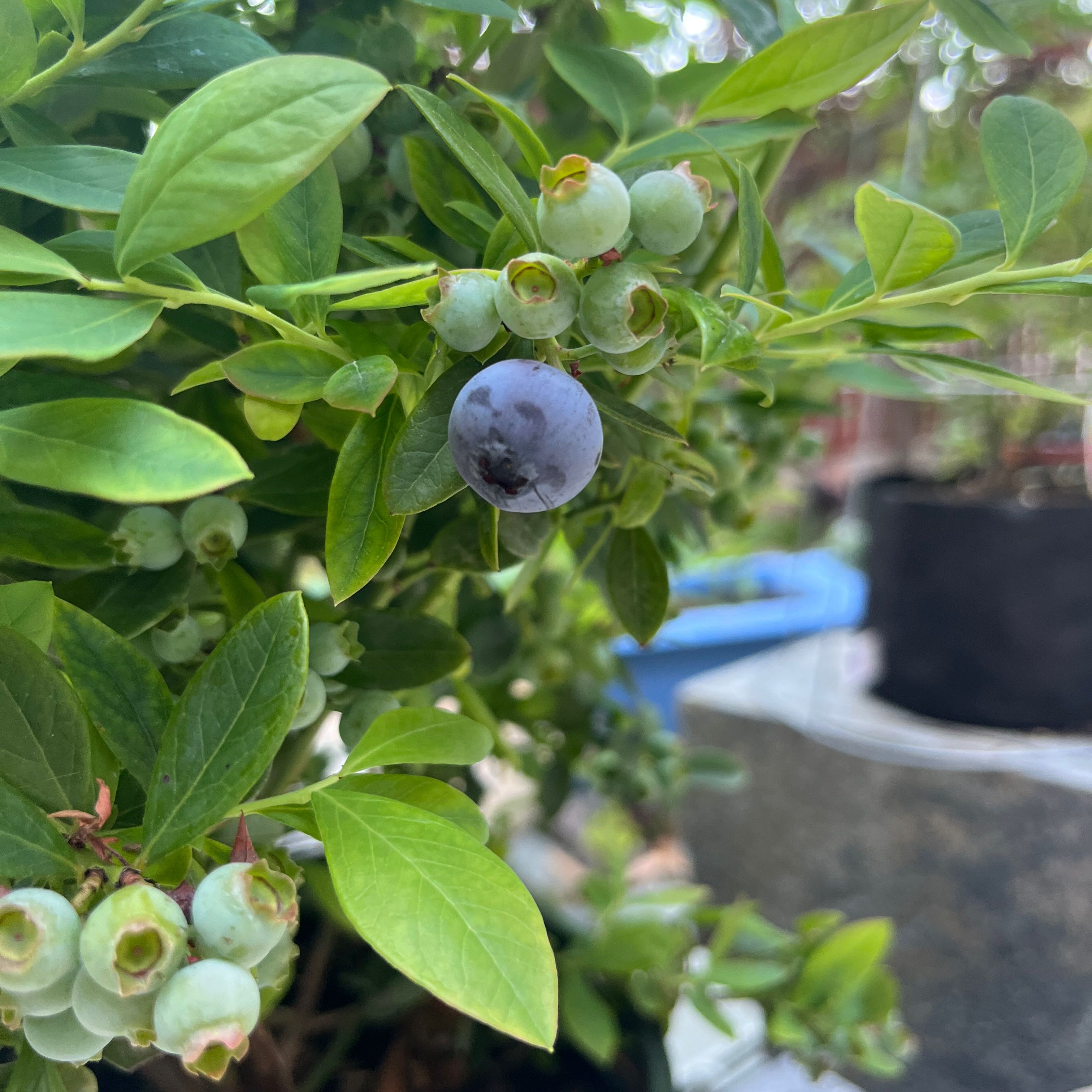 Blueberry plant with ripe and unripe berries, healthy green leaves.