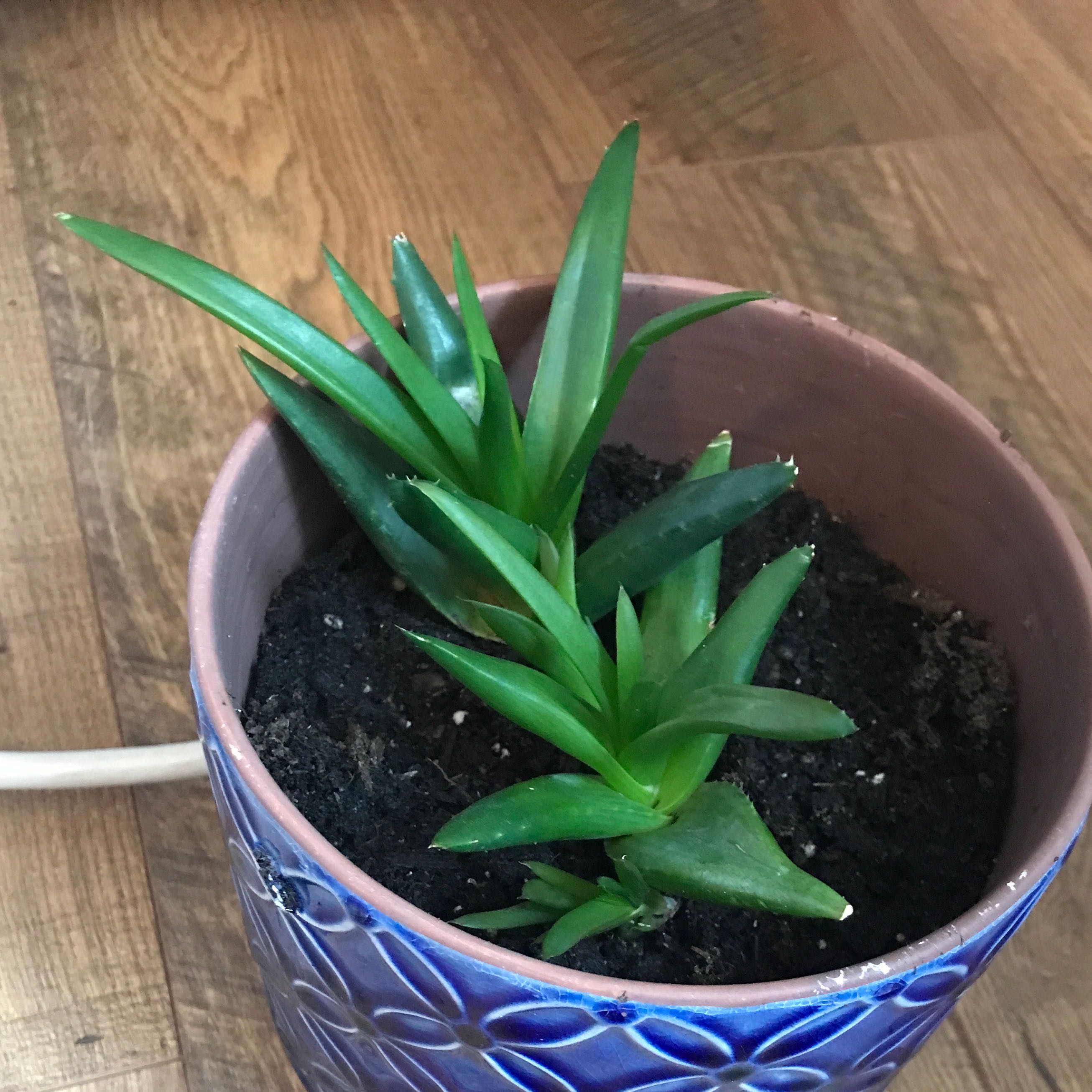 Potted Alworthia 'Black Gem' plant with healthy green leaves in a blue pot.