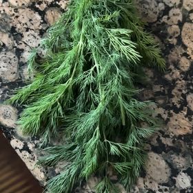 Photo of the plant species Garden Asparagus by @LeadingRoussea named Curie on Greg, the plant care app