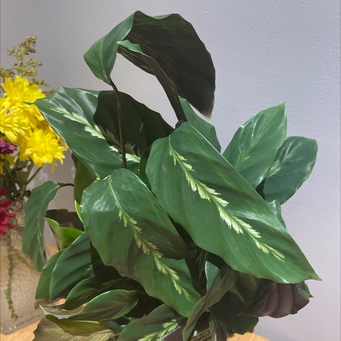 Prayer Plant 'Maui Queen' with vibrant green leaves and white patterns, other plants in background.