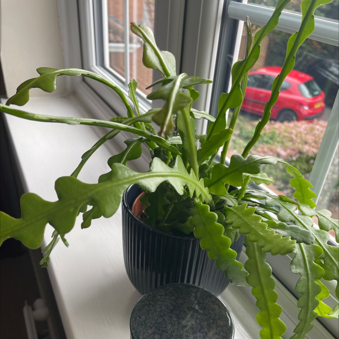 Fishbone Cactus on a windowsill in a black pot, healthy green leaves.
