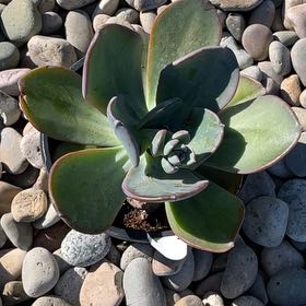 Photo of the plant species Pachyveria 'Blue Toad' by @NurseMoneymaker named Sol on Greg, the plant care app