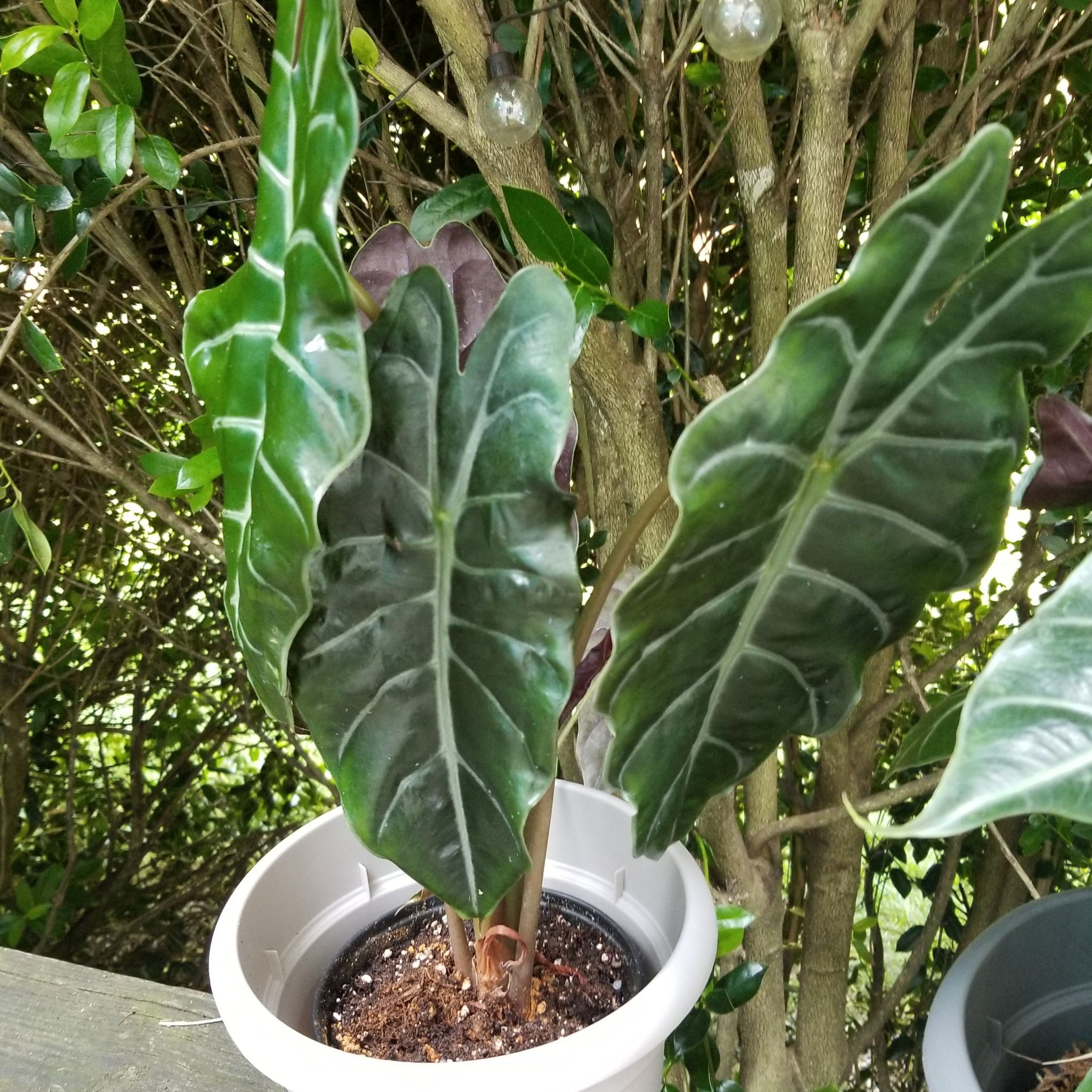 Photo of the plant species Alocasia 'Chantrieri' by @BackupMandrake named Sol on Greg, the plant care app