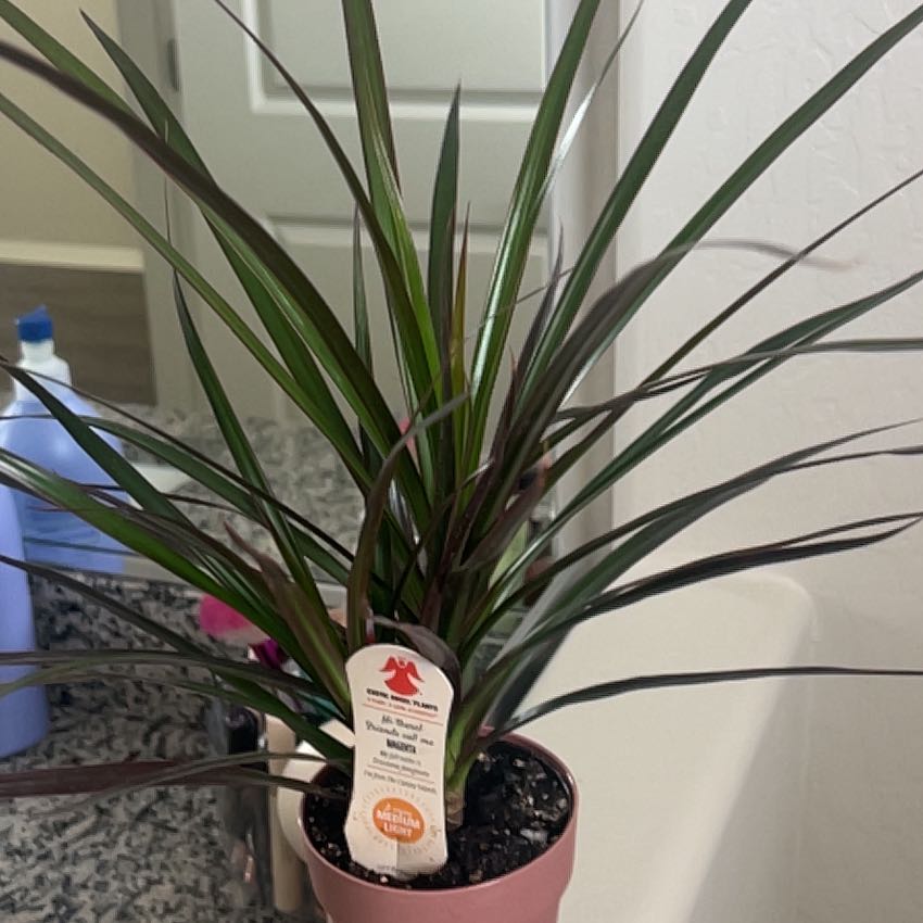 Photo of the plant species Dracaena marginata 'Spike' by @CompellingFlax named Leonardo on Greg, the plant care app
