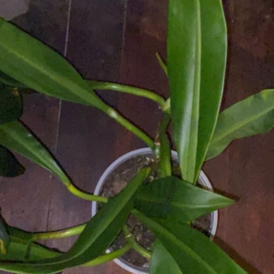 Photo of the plant species Philodendron crassinervium by @ProfessorKiekie named Bodhi on Greg, the plant care app