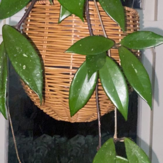 Photo of the plant species Hoya Red Buttons by @ProfessorKiekie named Aria on Greg, the plant care app