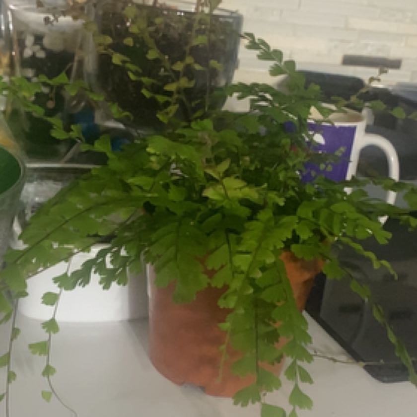 Photo of the plant species Walking Maidenhair by @PetAloeyucca named Bella on Greg, the plant care app