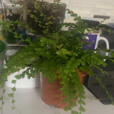 Photo of the plant species Adiantum Caudatum by @PetAloeyucca named Bella on Greg, the plant care app