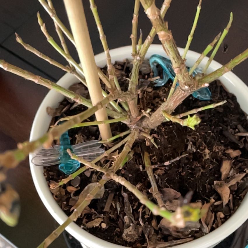 Potted Common Gardenia plant with sparse foliage and visible leaf browning and yellowing.