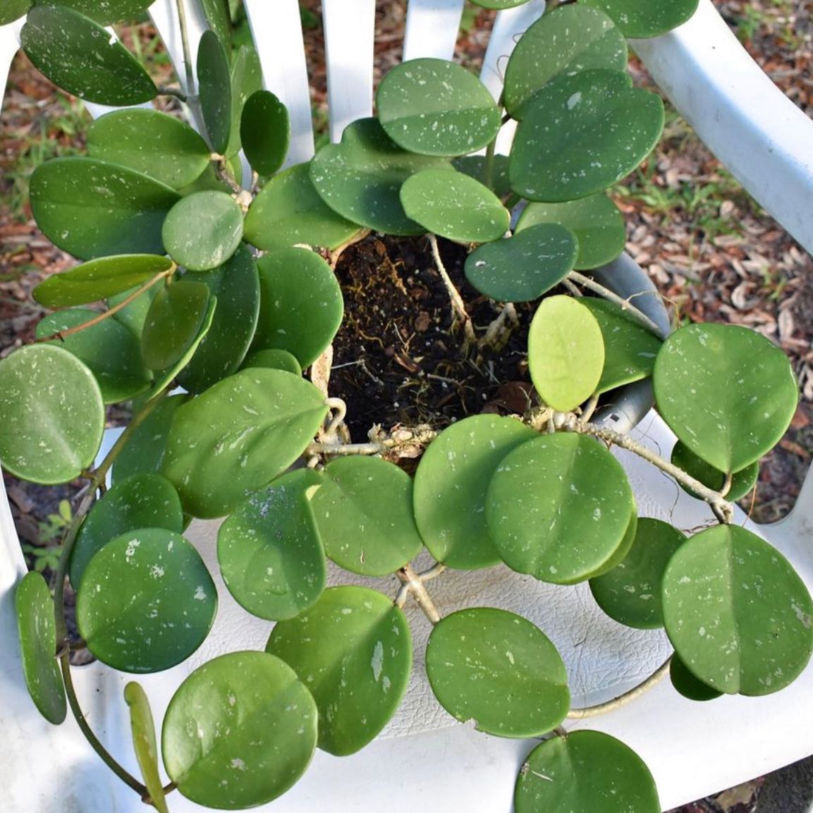 Healthy Splash Hoya Obovata plant with round green leaves on a white chair.