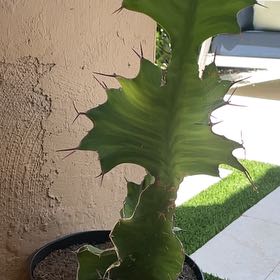 Photo of the plant species Euphorbia pseudocactus subsp. pseudocactus by @SteadySucculent named Diana on Greg, the plant care app