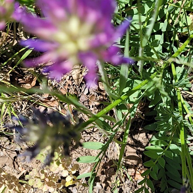 Photo of the plant species Arabian Pea by @GorgeousHopsage named Emerson on Greg, the plant care app