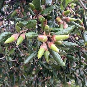 Photo of the plant species Coast Live Oak by @SavvyChainplant named Michelle Branch on Greg, the plant care app