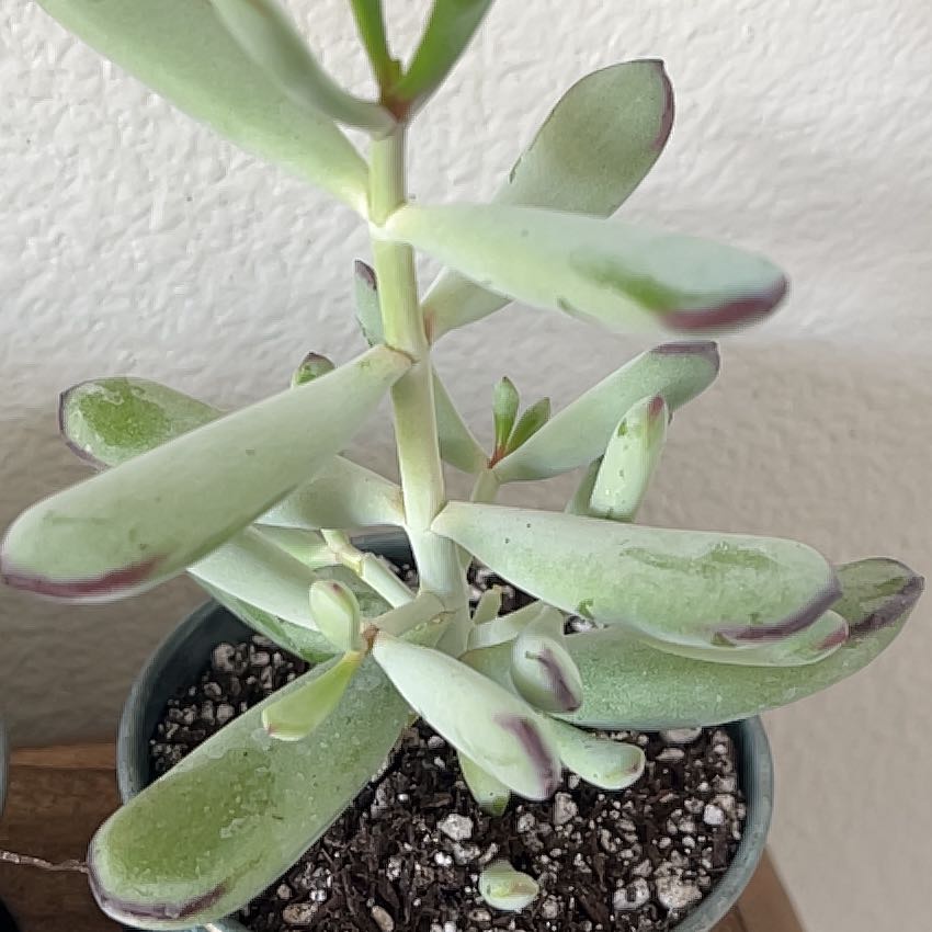 Photo of the plant species Cotyledon 'Happy Young Lady' by @AllegiantTutu named Lucy on Greg, the plant care app