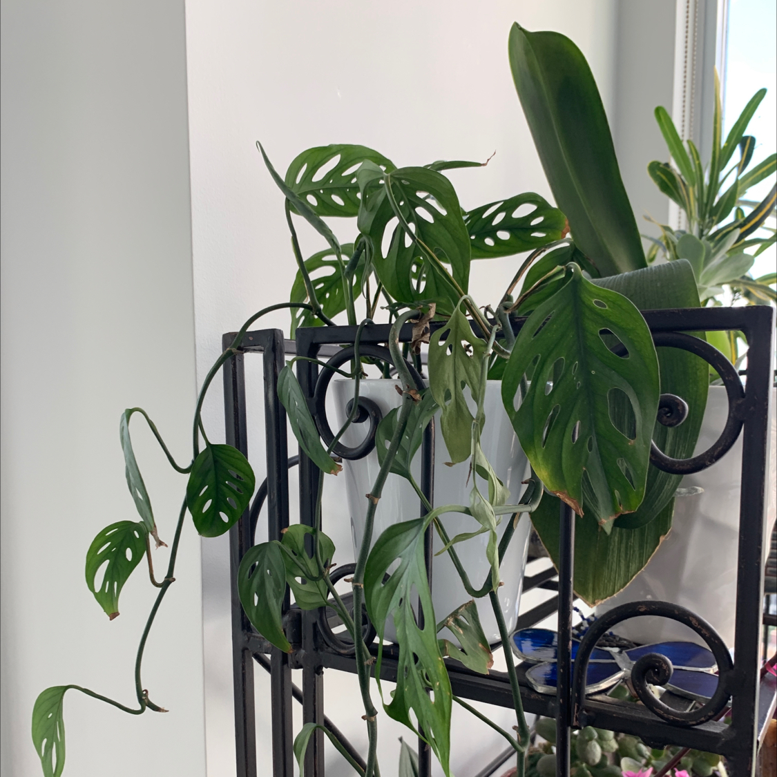 Window Leaf plant photo by @KatJo named Monstro on Greg, the plant care app.
