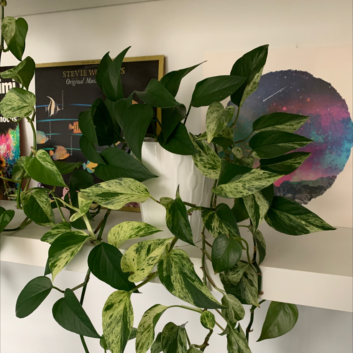 Taro Vine plant photo by @KatJo named da Vinci on Greg, the plant care app.