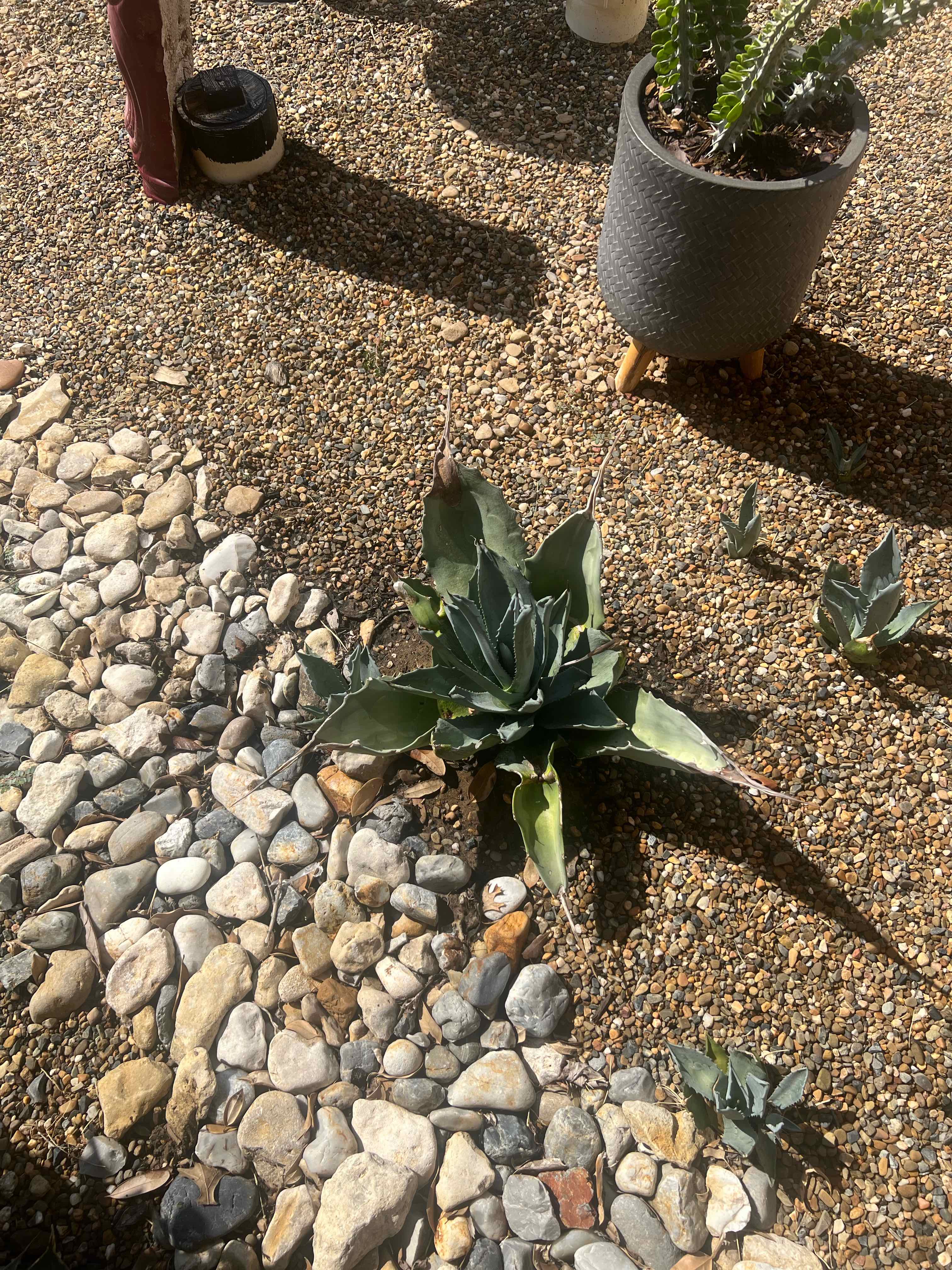 Agave Raksasa plant surrounded by gravel and stones, with smaller plants nearby.
