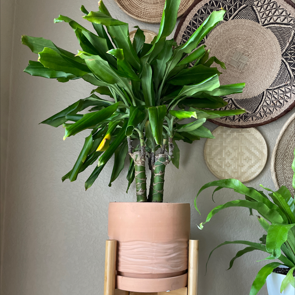 Photo of the plant species Large-Leaved Dragon Tree by @StandupYuzutree named Draco on Greg, the plant care app