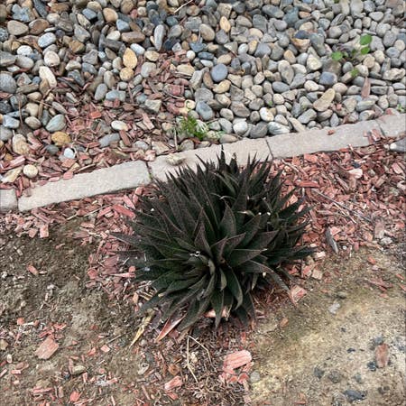 Photo of the plant species Shaw's Agave by Bshy1220 named Spike on Greg, the plant care app