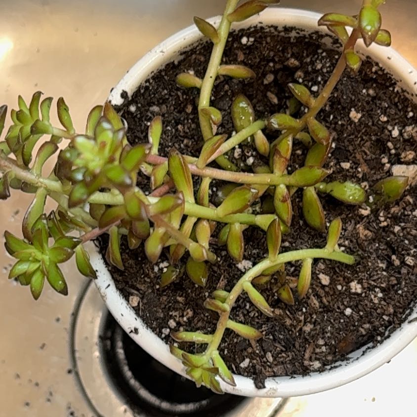 Photo of the plant species Narrow-Fruited Water-Starwort by @Bshy1220 named Kendall on Greg, the plant care app