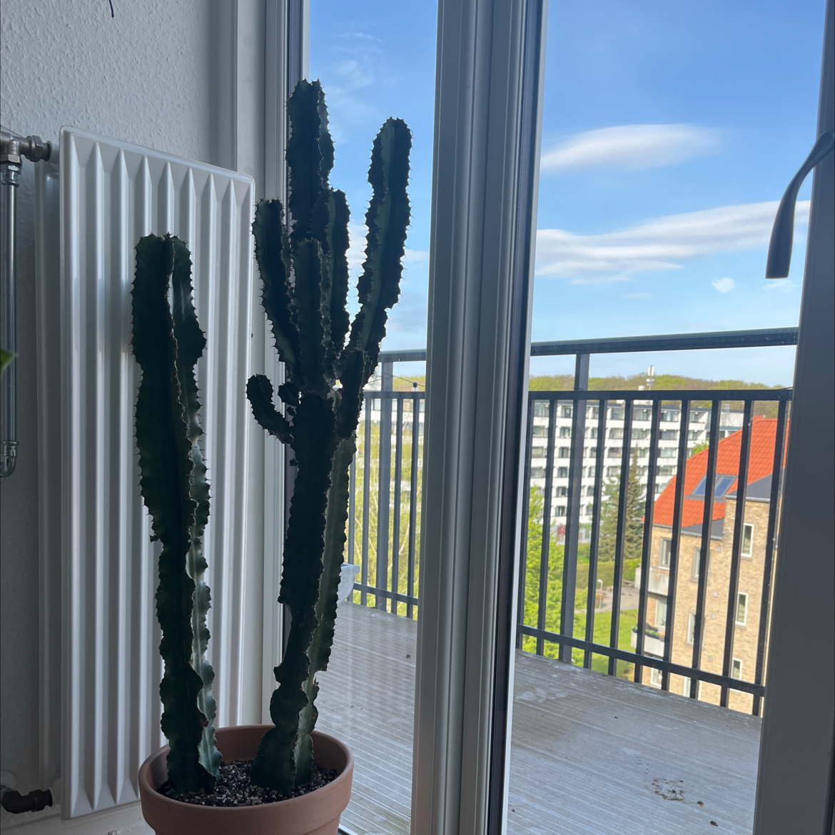 Photo of the plant species Desert Candle Cactus by @HannahOvergaard named Desert candle cactus on Greg, the plant care app