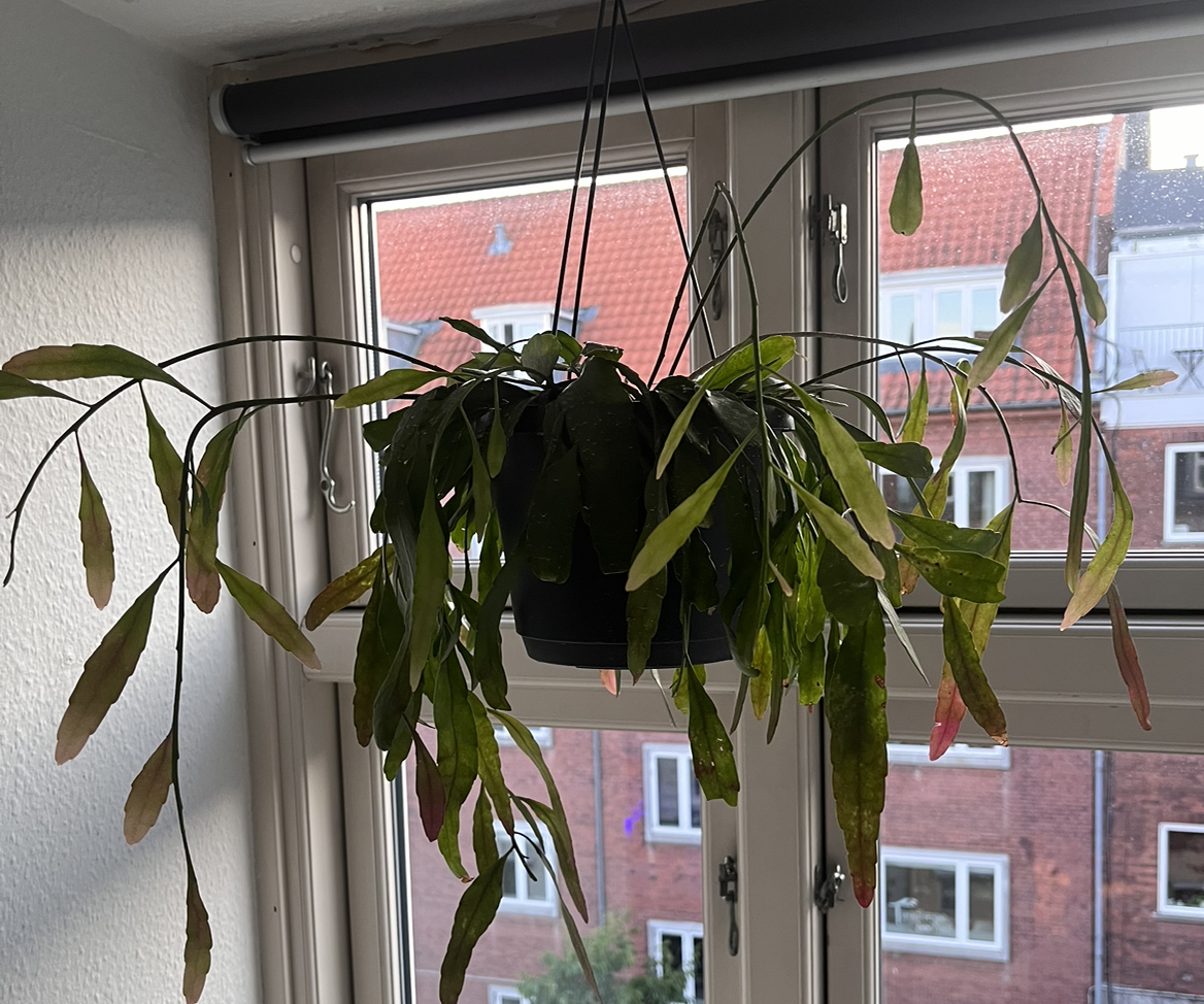 Photo of the plant species Red Coral Rhipsalis by @HannahOvergaard named Ramulosa red coral on Greg, the plant care app