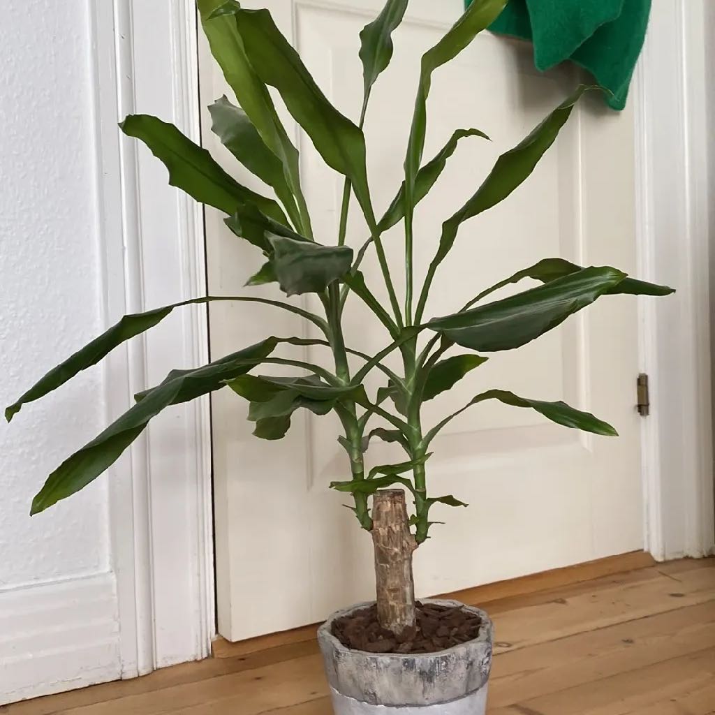 Photo of the plant species Large-Leaved Dragon Tree by @HannahOvergaard named Large-leaved dragon tree on Greg, the plant care app