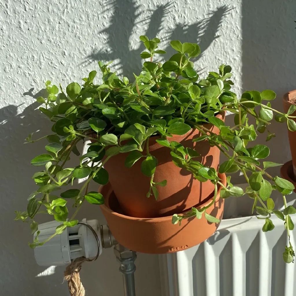 Healthy Peperomia deppeana plant in a terracotta pot with vibrant green leaves.