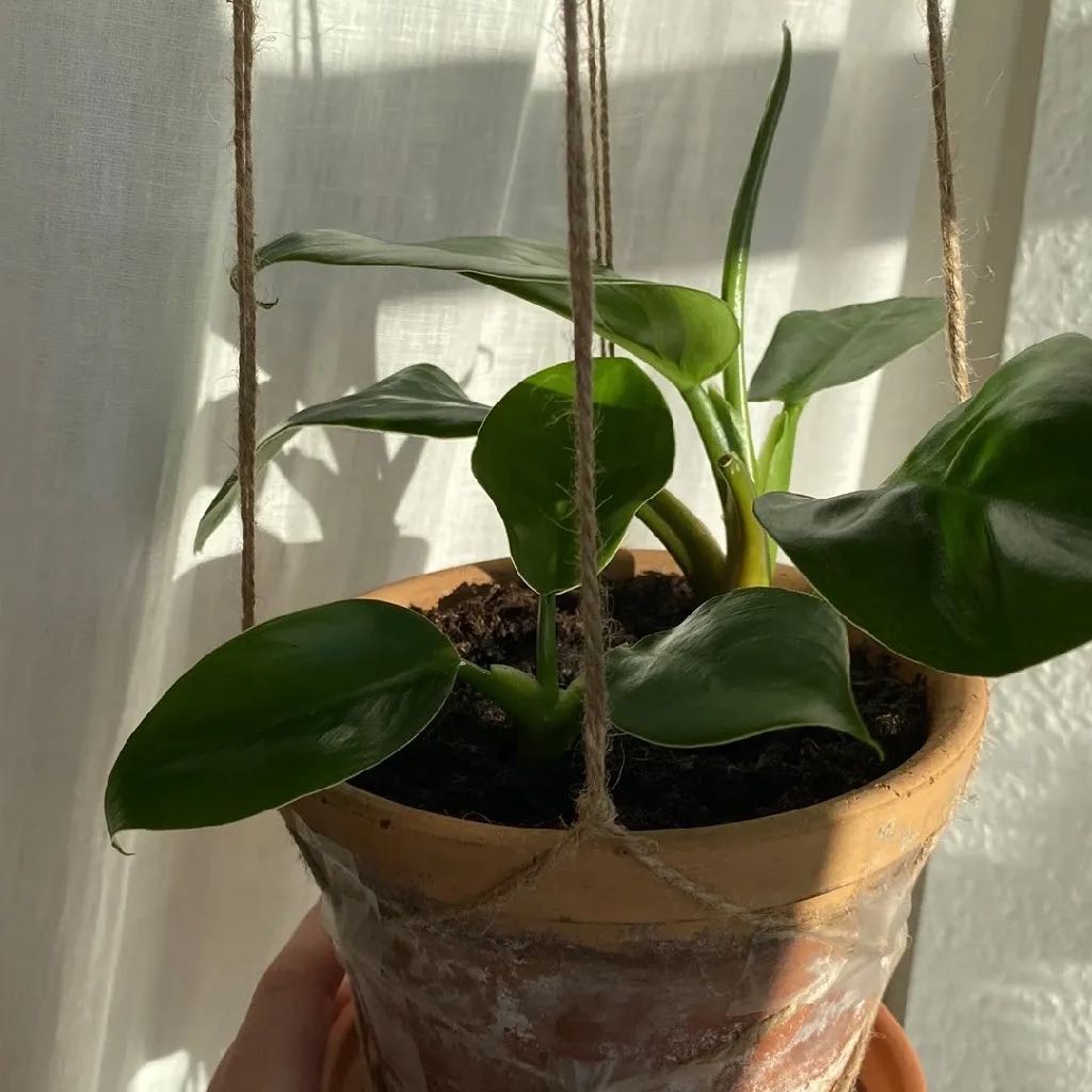 Philodendron 'Imperial Green' plant in a hanging pot with healthy green leaves.