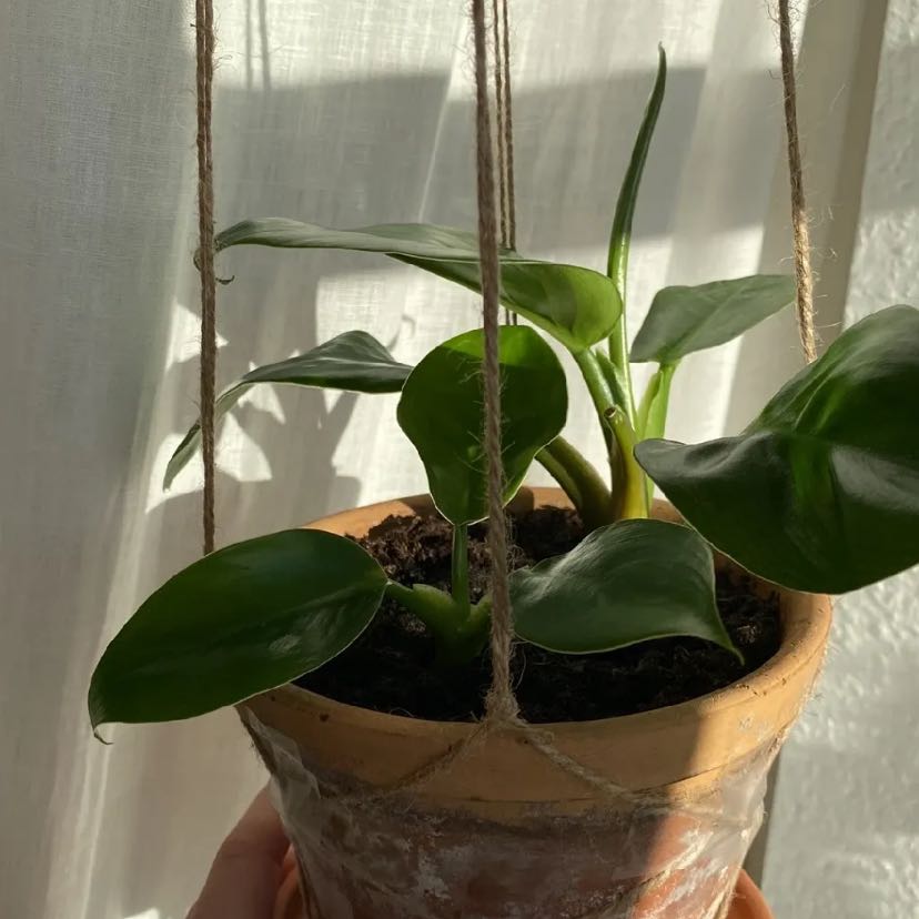 Philodendron 'Imperial Green' plant in a hanging pot with healthy green leaves.