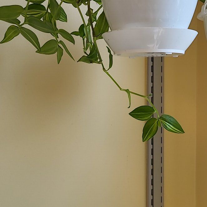 Photo of the plant species green and white tradescantia by @AwaitedBonsai named Khaleesi on Greg, the plant care app