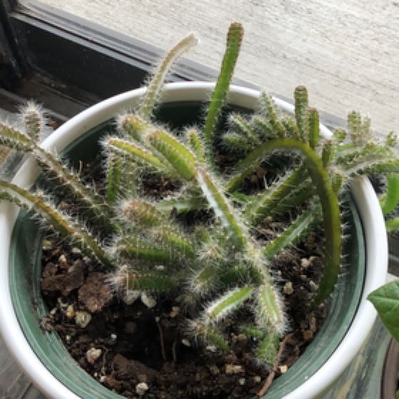 Photo of the plant species Queen of the Night by @RadiantPokaka named What on Greg, the plant care app