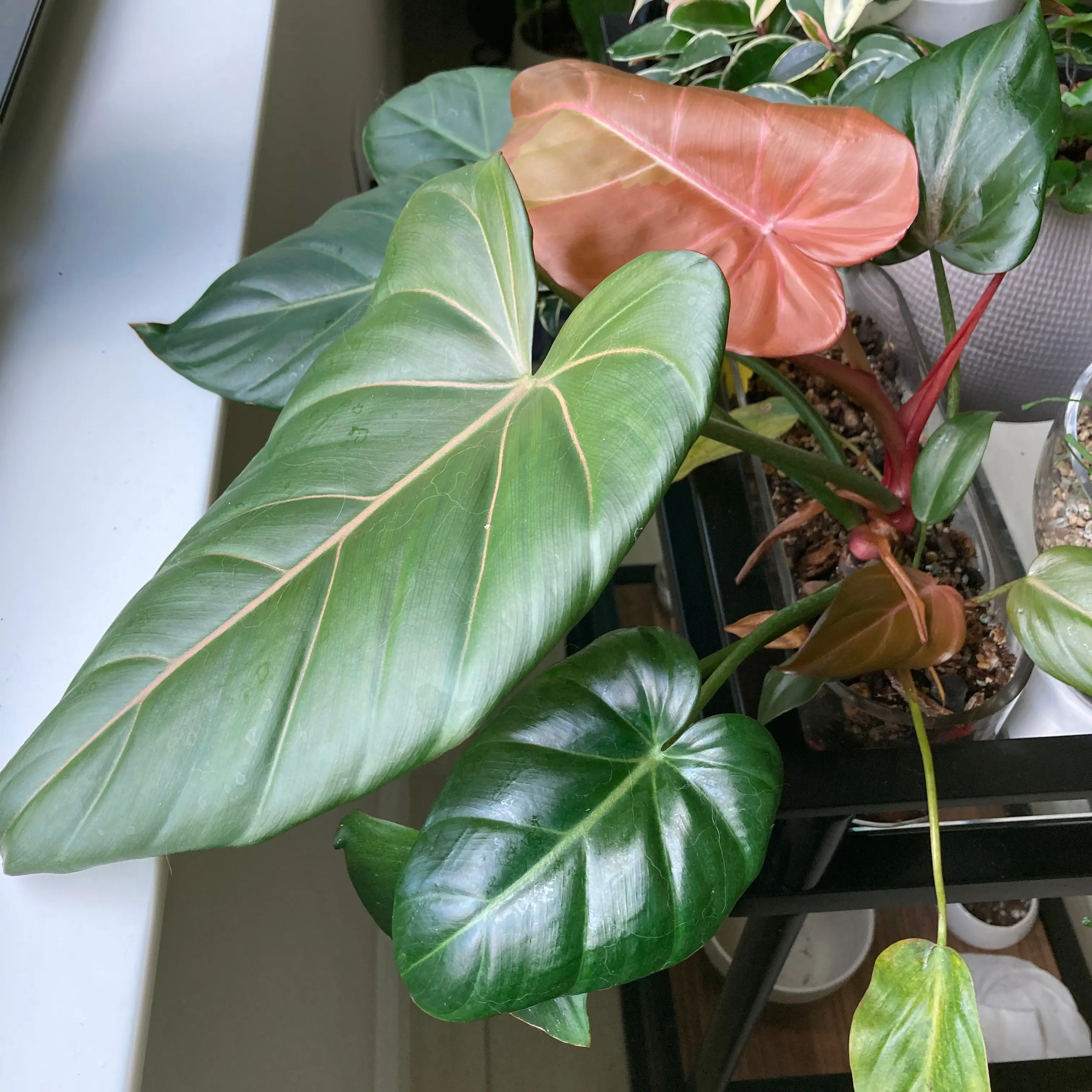 Philodendron 'Summer Glory' plant with large, healthy leaves in green and reddish hues.