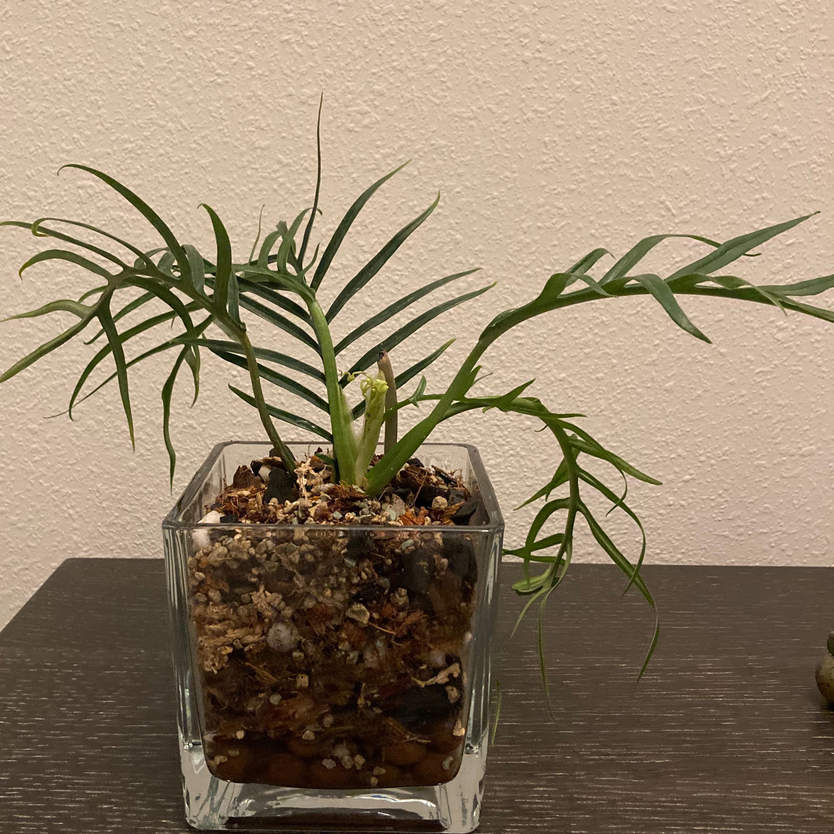 Philodendron tortum plant in a clear glass pot with visible soil and pebbles.