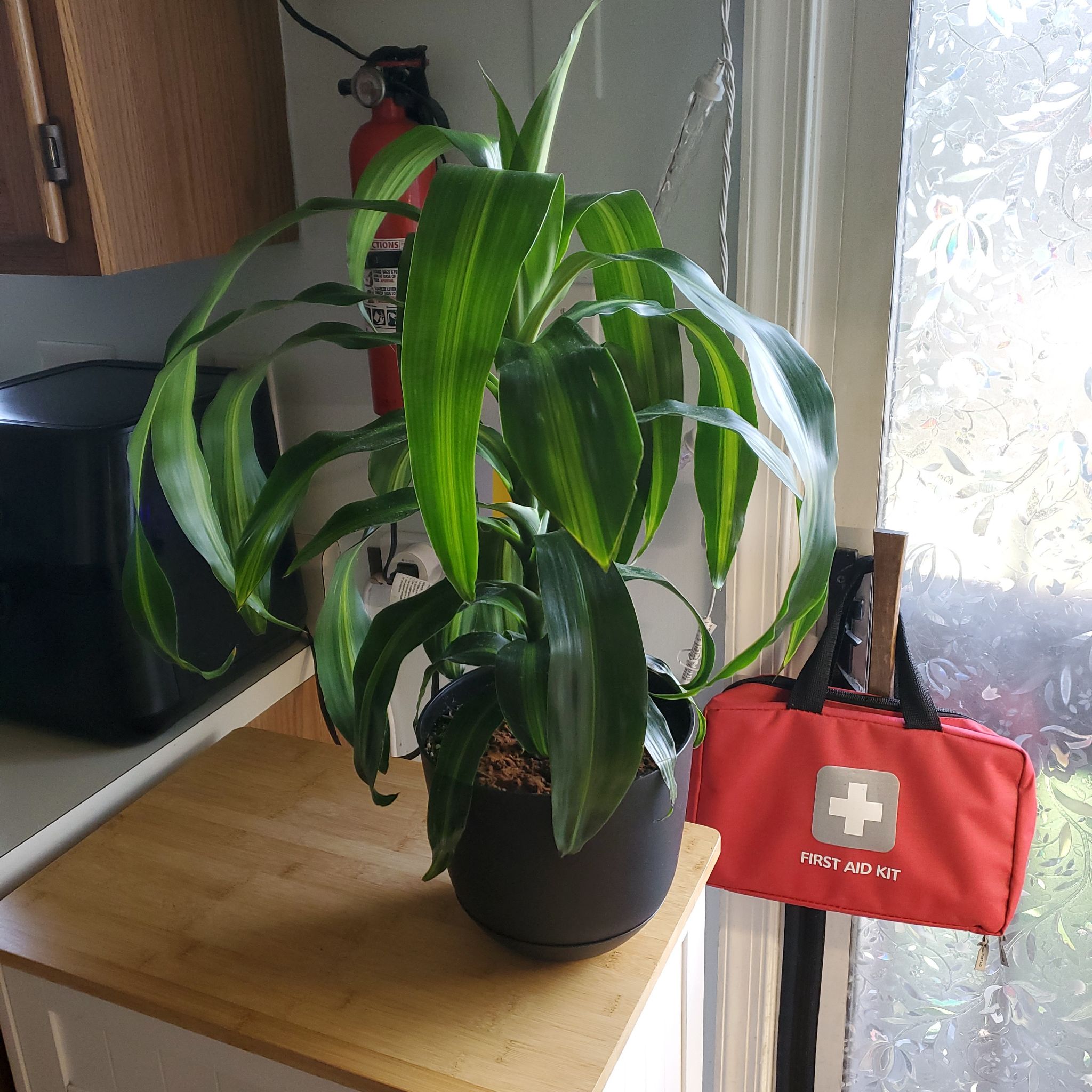 Dracaena 'Hawaiian Sunshine' plant on a wooden surface with a fire extinguisher and first aid kit in the background.