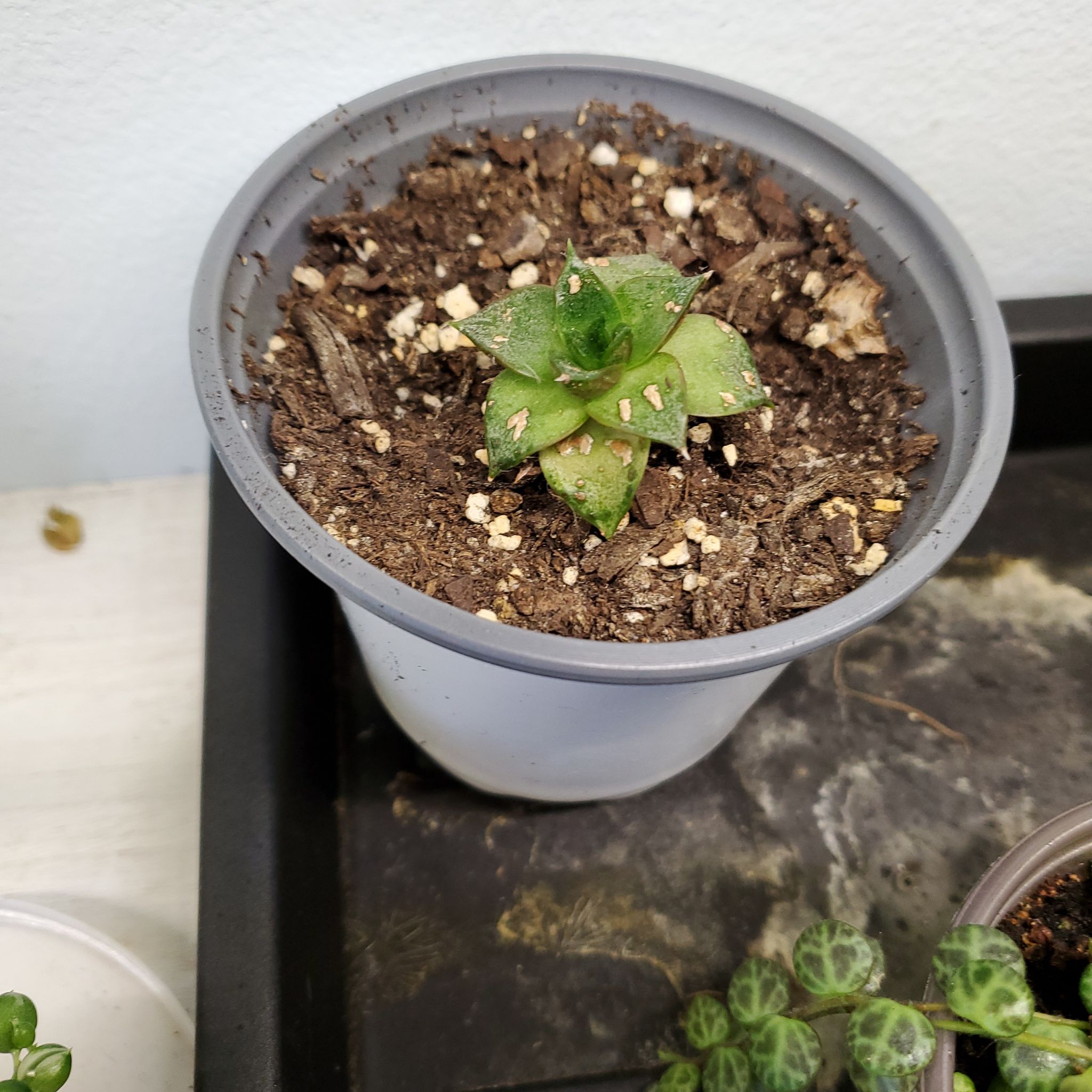 Echeveria 'Dionysos' plant in a pot with visible soil, showing some leaf discoloration.