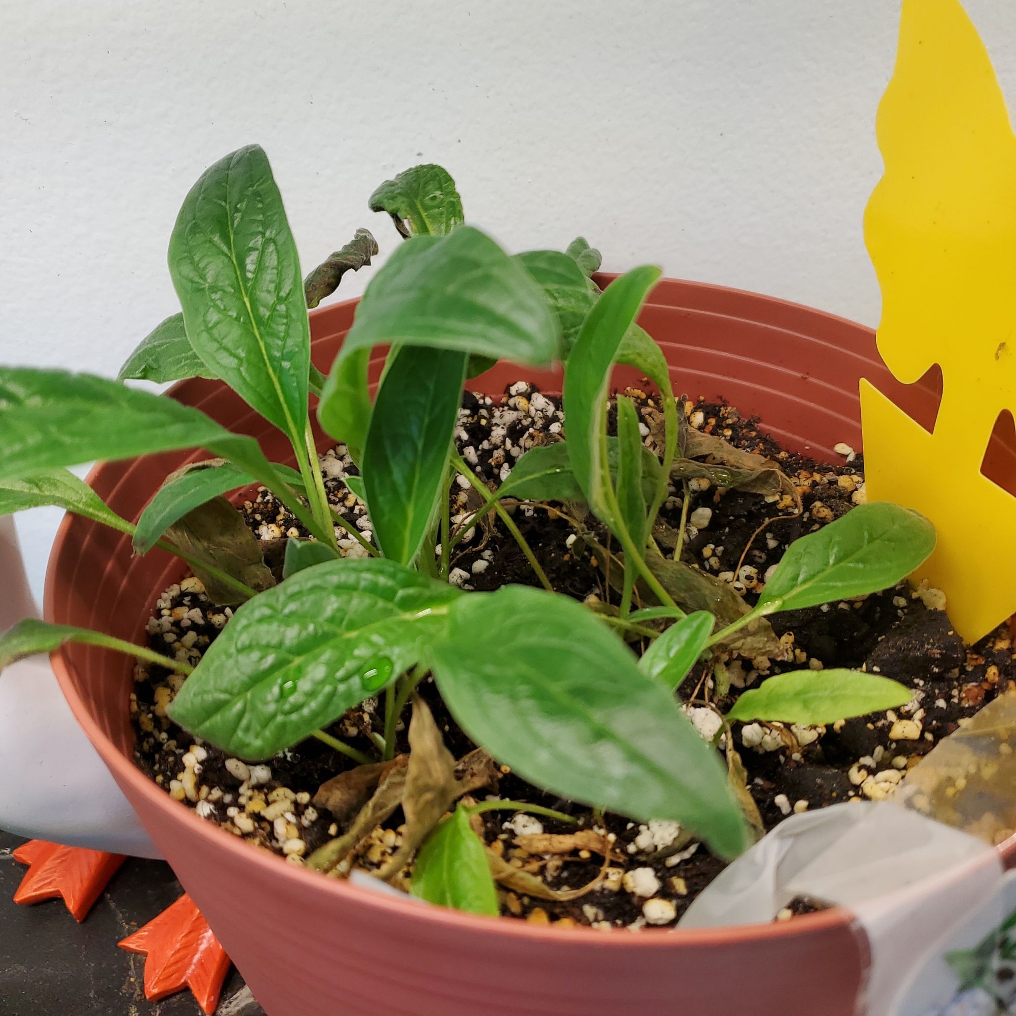 Potted Chinese Forget-Me-Not plant with visible soil and some leaf discoloration.