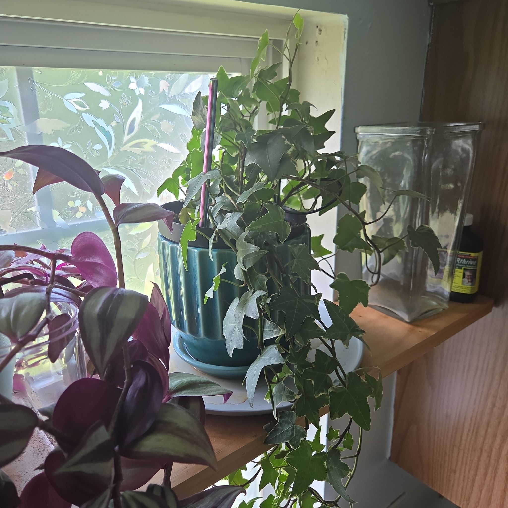 Photo of the plant species Variegated Algerian Ivy by @SewingJoy24 named Algerian Ivy on Greg, the plant care app
