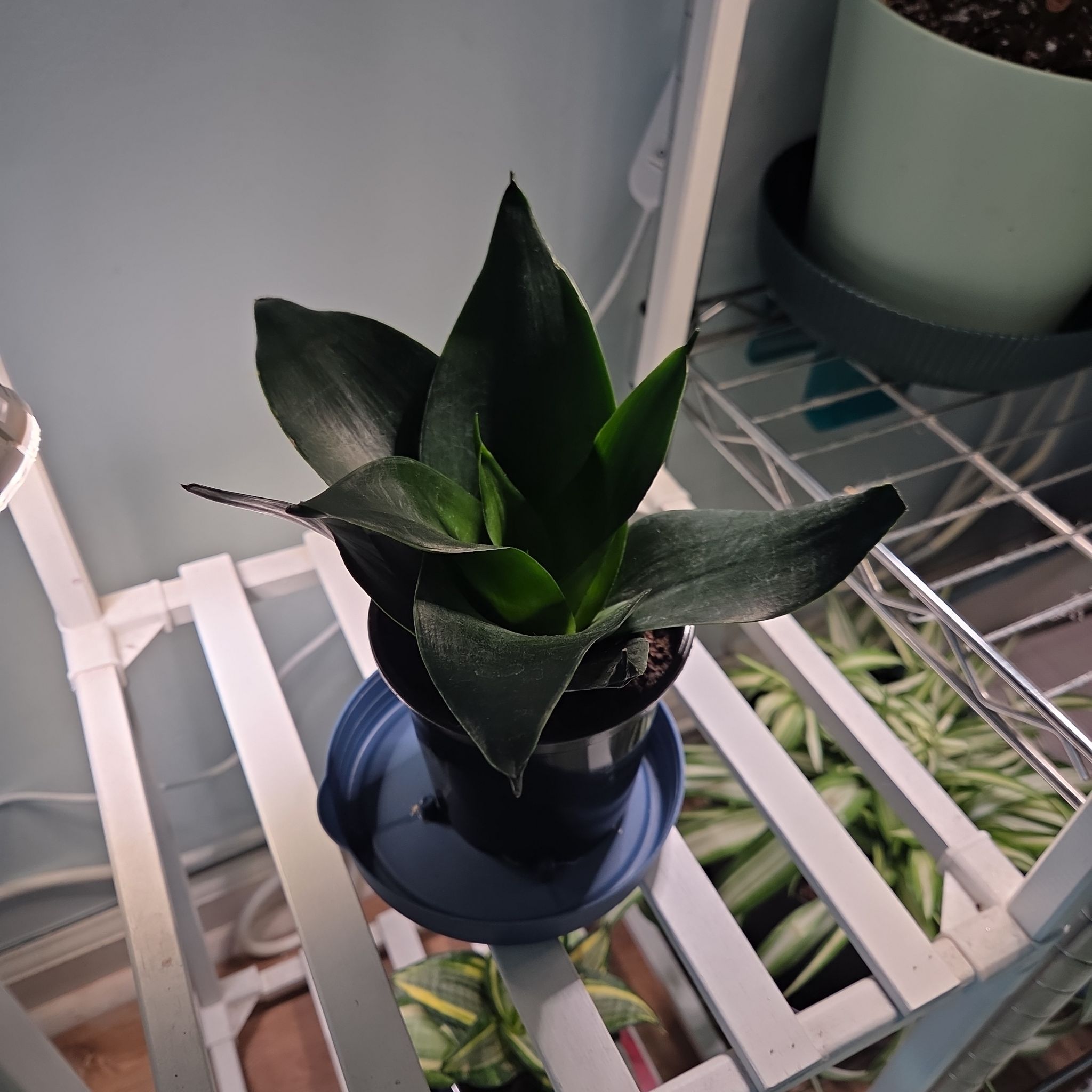 Photo of the plant species Snake Plant 'Hahnii Jade' by @SewingJoy24 named Sansevieria Jade on Greg, the plant care app