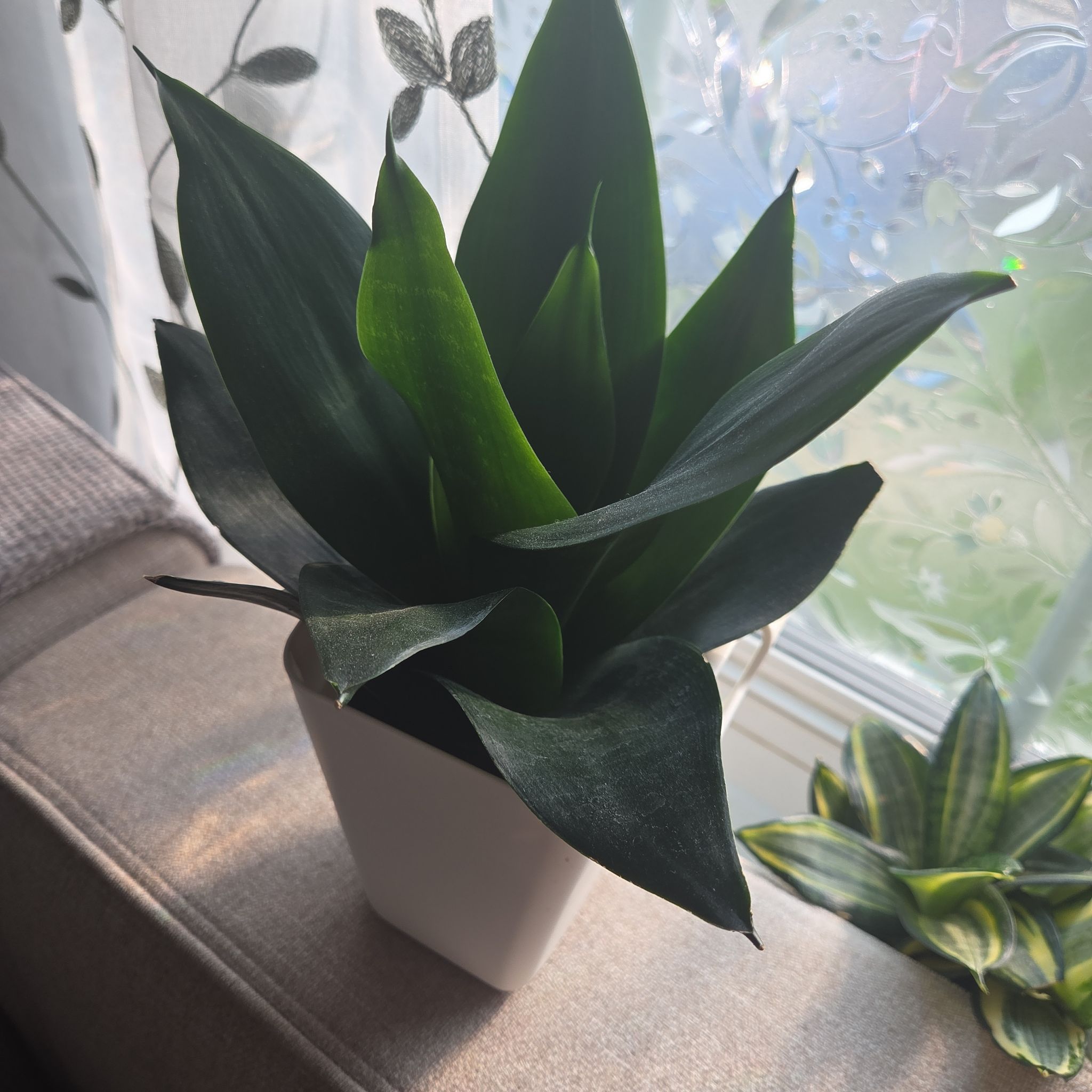 Photo of the plant species Snake Plant 'Hahnii Jade' by @SewingJoy24 named Sansevieria Jade on Greg, the plant care app