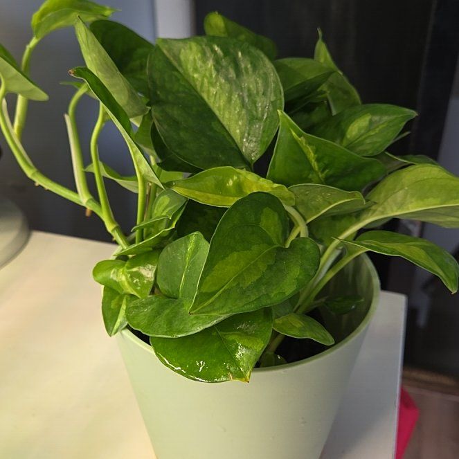Photo of the plant species Global Green Pothos by @SewingJoy24 named Global Green TwistedRoots on Greg, the plant care app