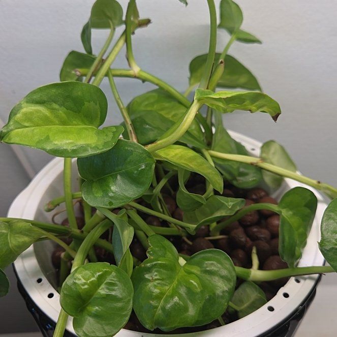 Photo of the plant species Global Green Pothos by @SewingJoy24 named Pothos Global Green Earth on Greg, the plant care app