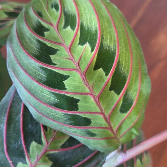 Photo of the plant species Prayer Plant by @SewingJoy24 named Maranta Red on Greg, the plant care app