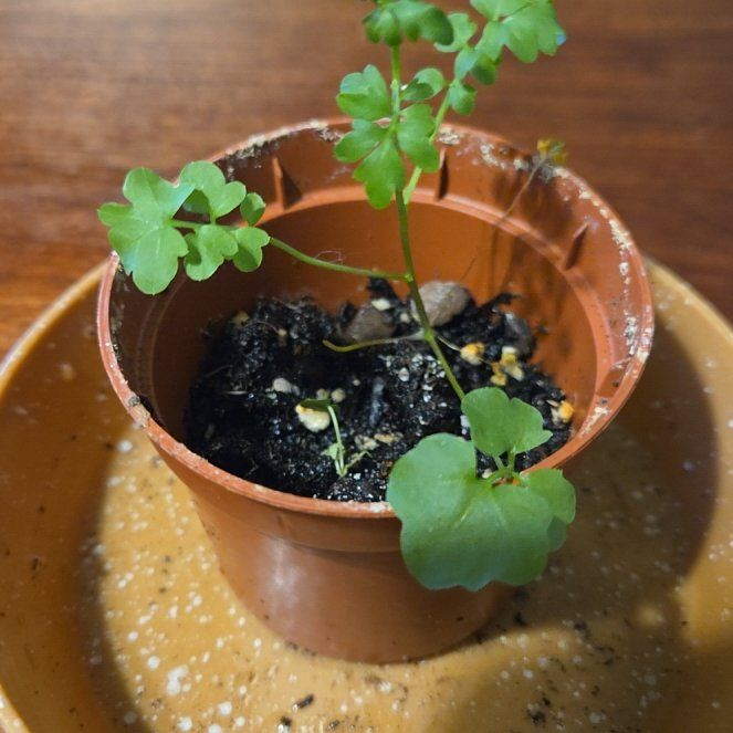 Photo of the plant species Cymbalaria Muralis by @SewingJoy24 named Kenilworth Ivy on Greg, the plant care app
