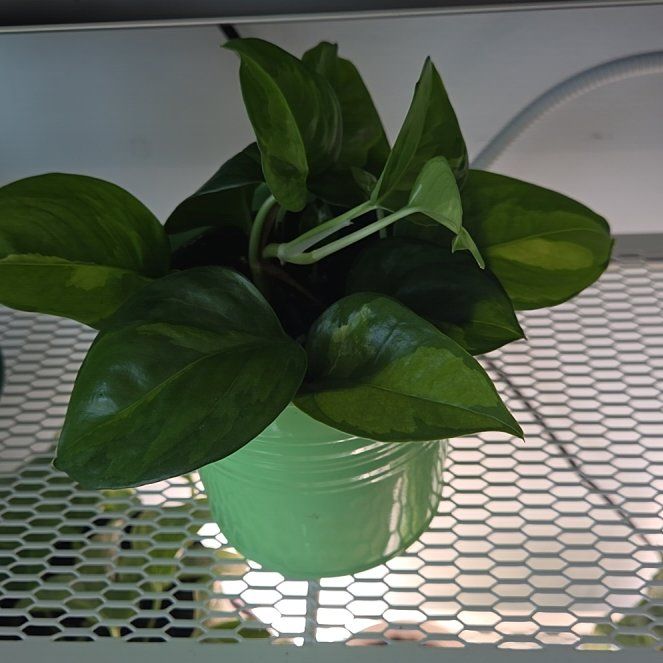 Photo of the plant species Global Green Pothos by @SewingJoy24 named Pothos Global Green Pax on Greg, the plant care app