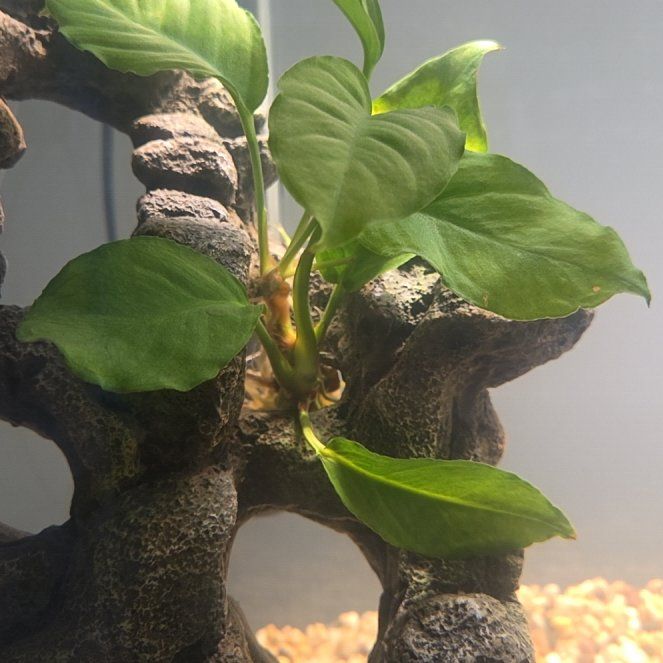 Photo of the plant species Anubias barteri var. nana 'Pinto' by @SewingJoy24 named Water Anubias Barteri on Greg, the plant care app